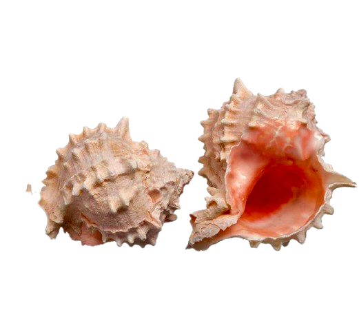Pink Pacific Murex Shell (2”)