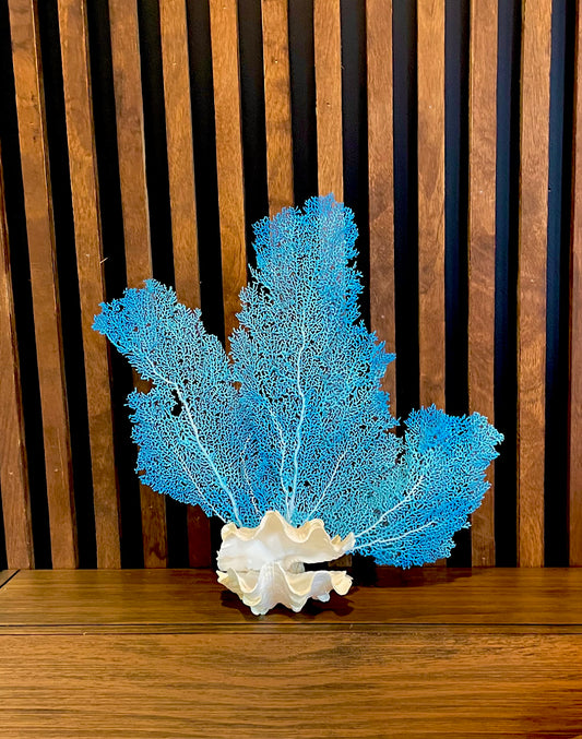 Fluted Giant Clam (6”) and Sea Fan Sculpture (17”)