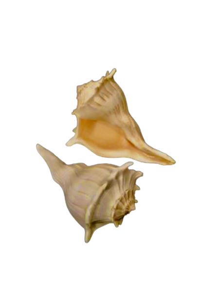 Left-handed Whelk - Treasures from Beneath