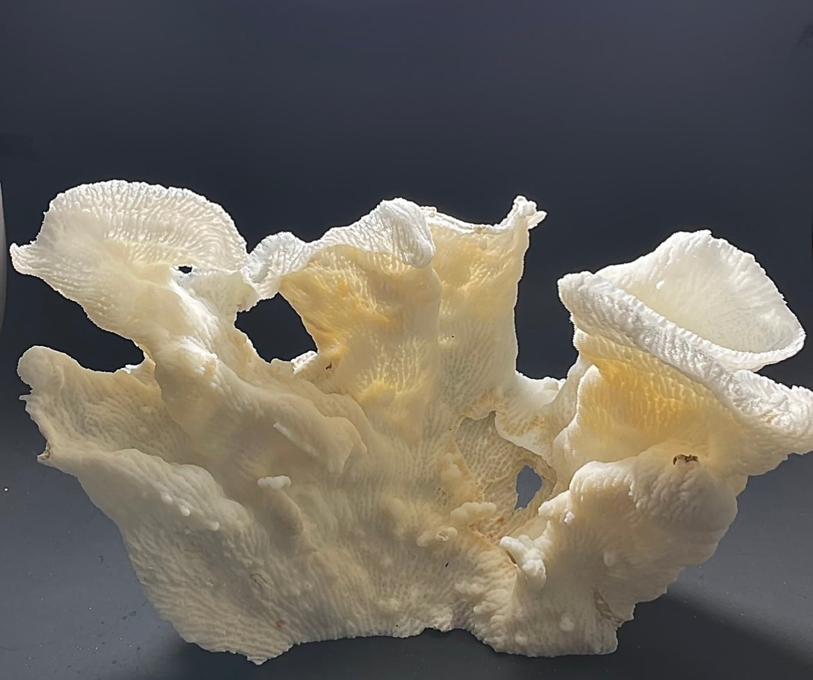Merulina Coral (11”x10”) - Treasures from Beneath