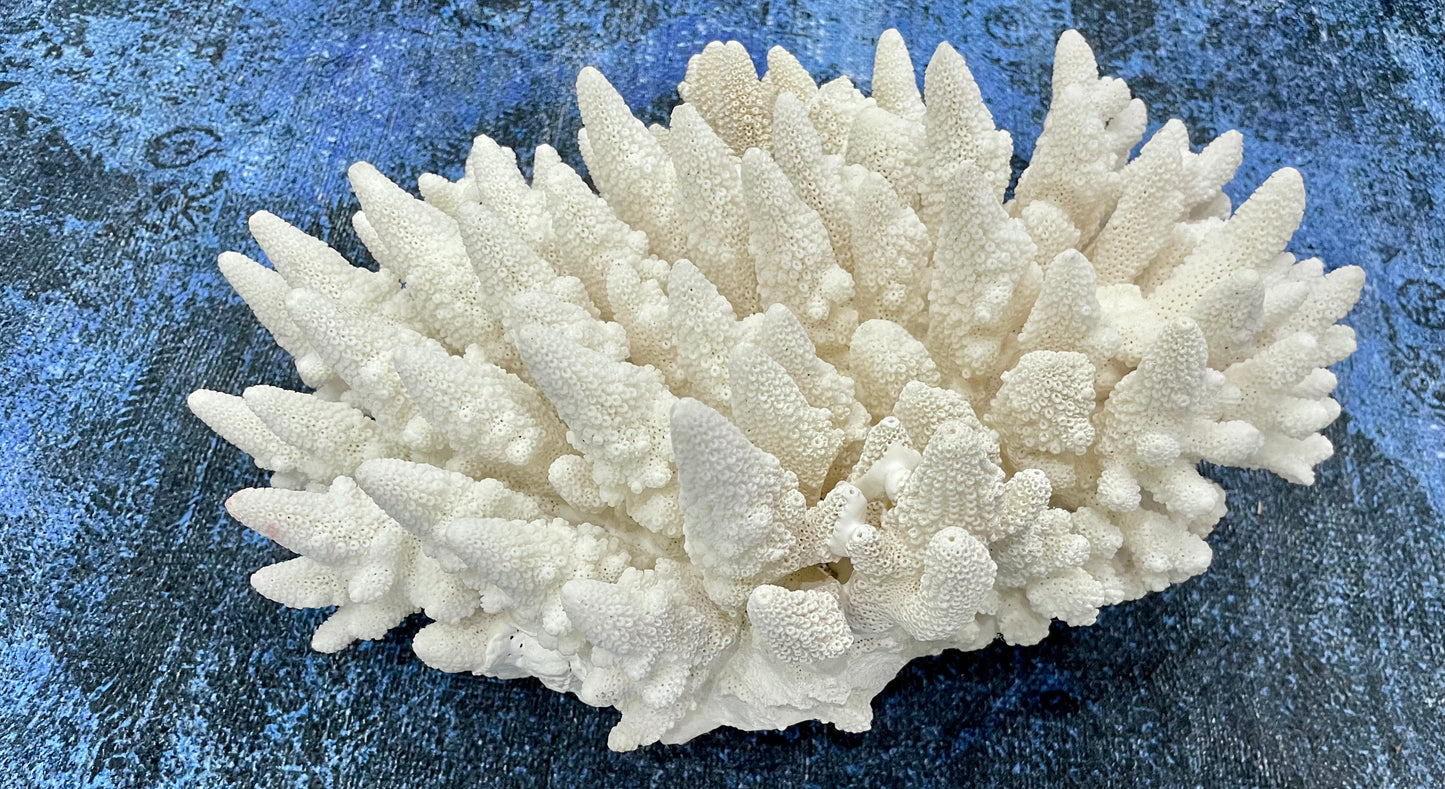 Finger Coral (14”x12”) 17 lbs