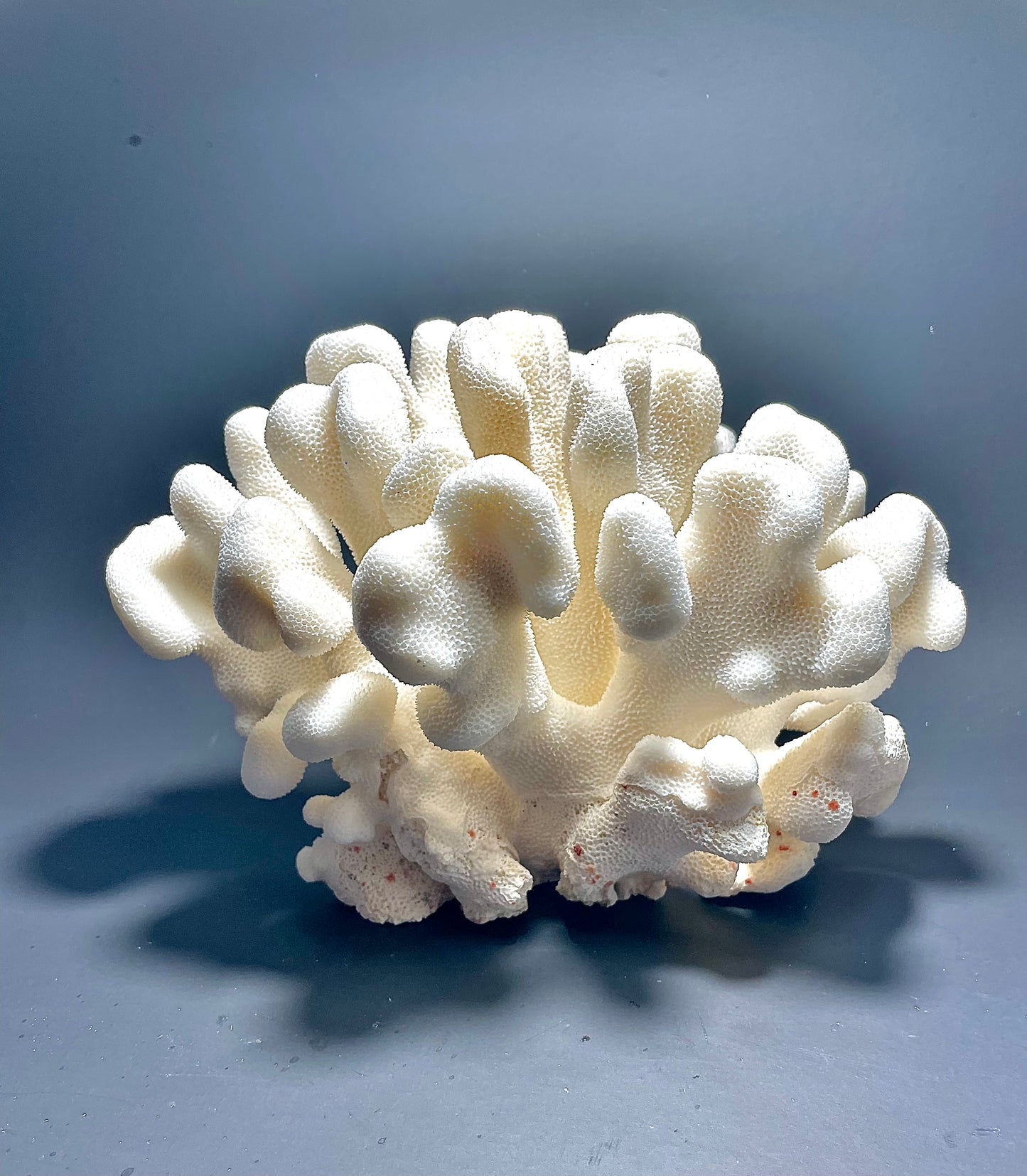 Elkhorn Coral (9”x8”)