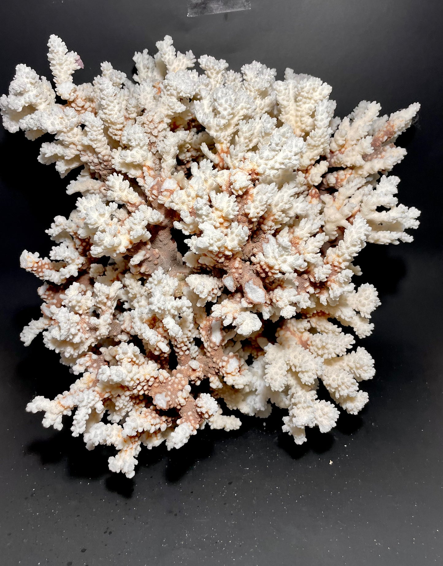 Brownstem Coral 16”x16”x15” (20 lbs) - Treasures from Beneath