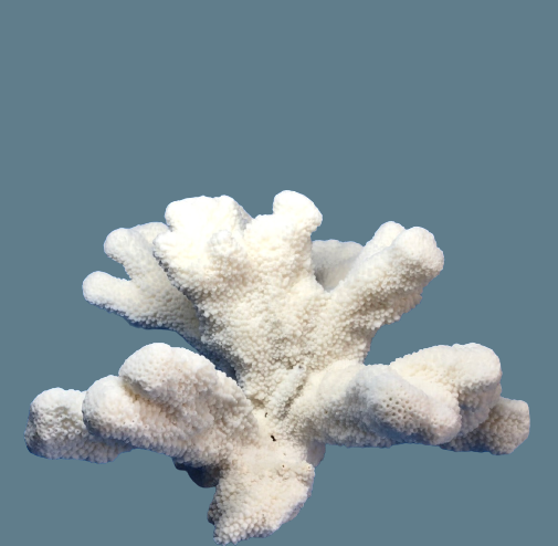 Cats Paw Coral (11”x9”)