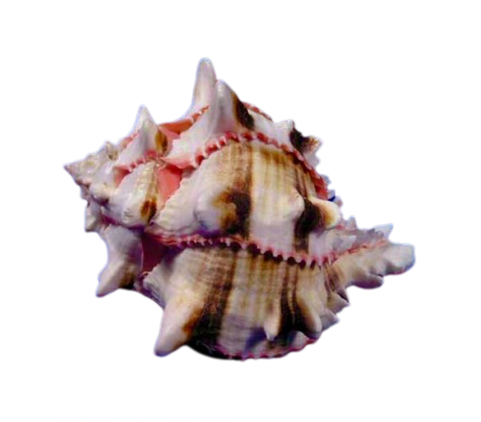 Cabbage Murex Shell (4”)