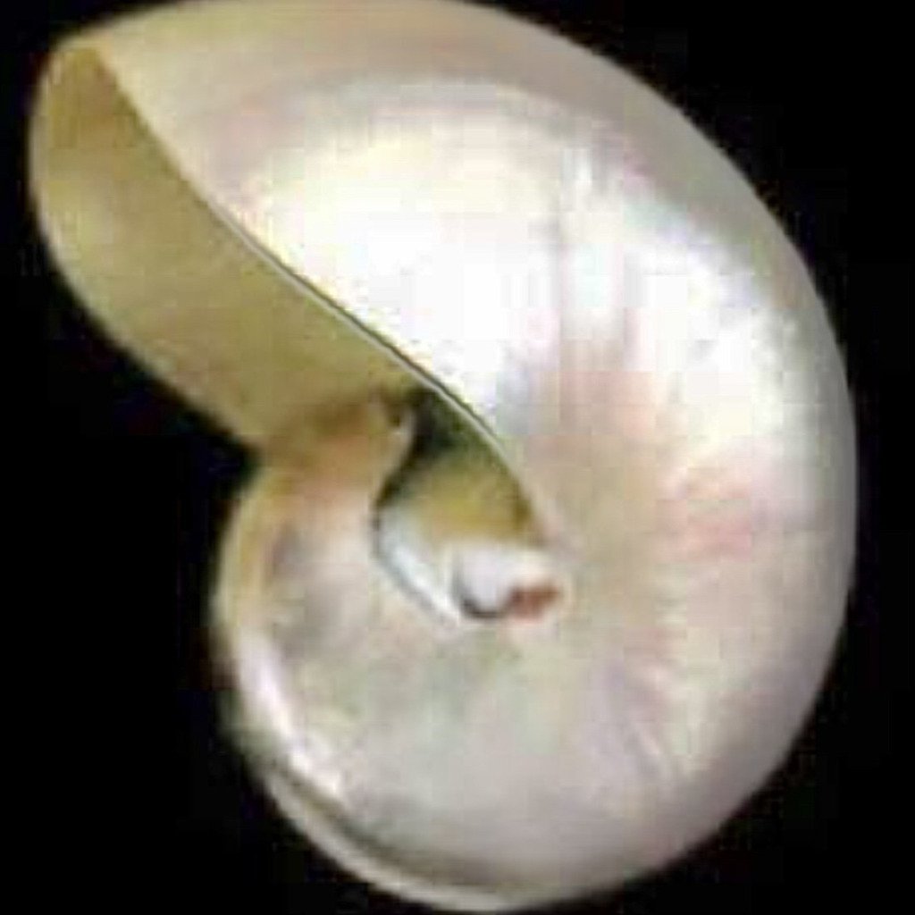 Nautilus Shells 4-5” Parl Chambered