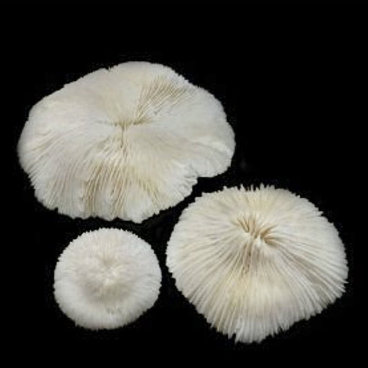 Mushroom coral 6 inches and 7 inches