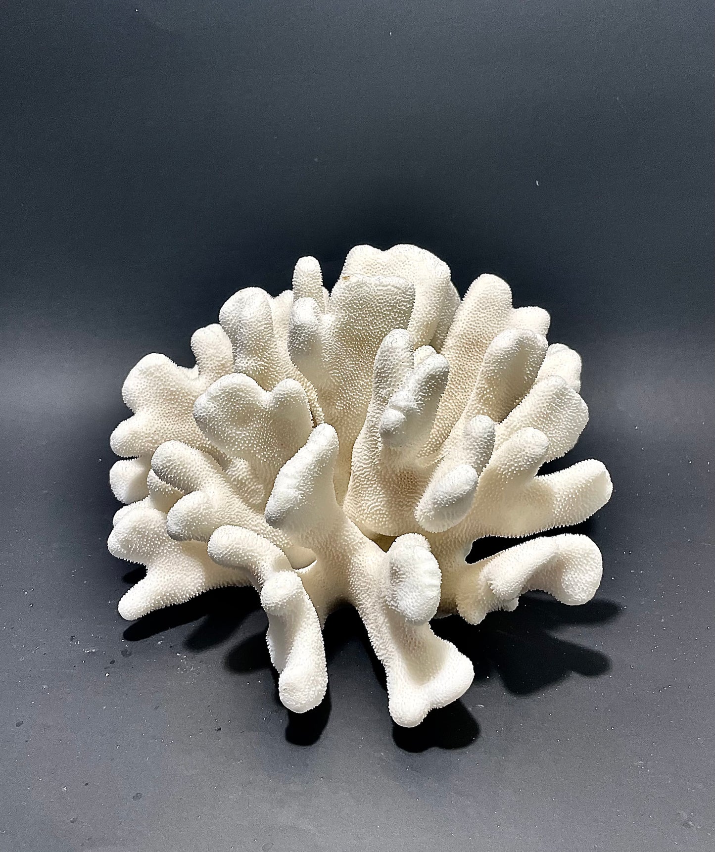 Elkhorn Coral (10”x9”)