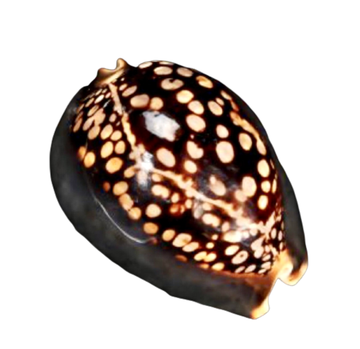 Morning Cowrie Shell 3”+