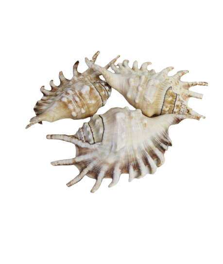 Millipede Spider Conch (5”+)