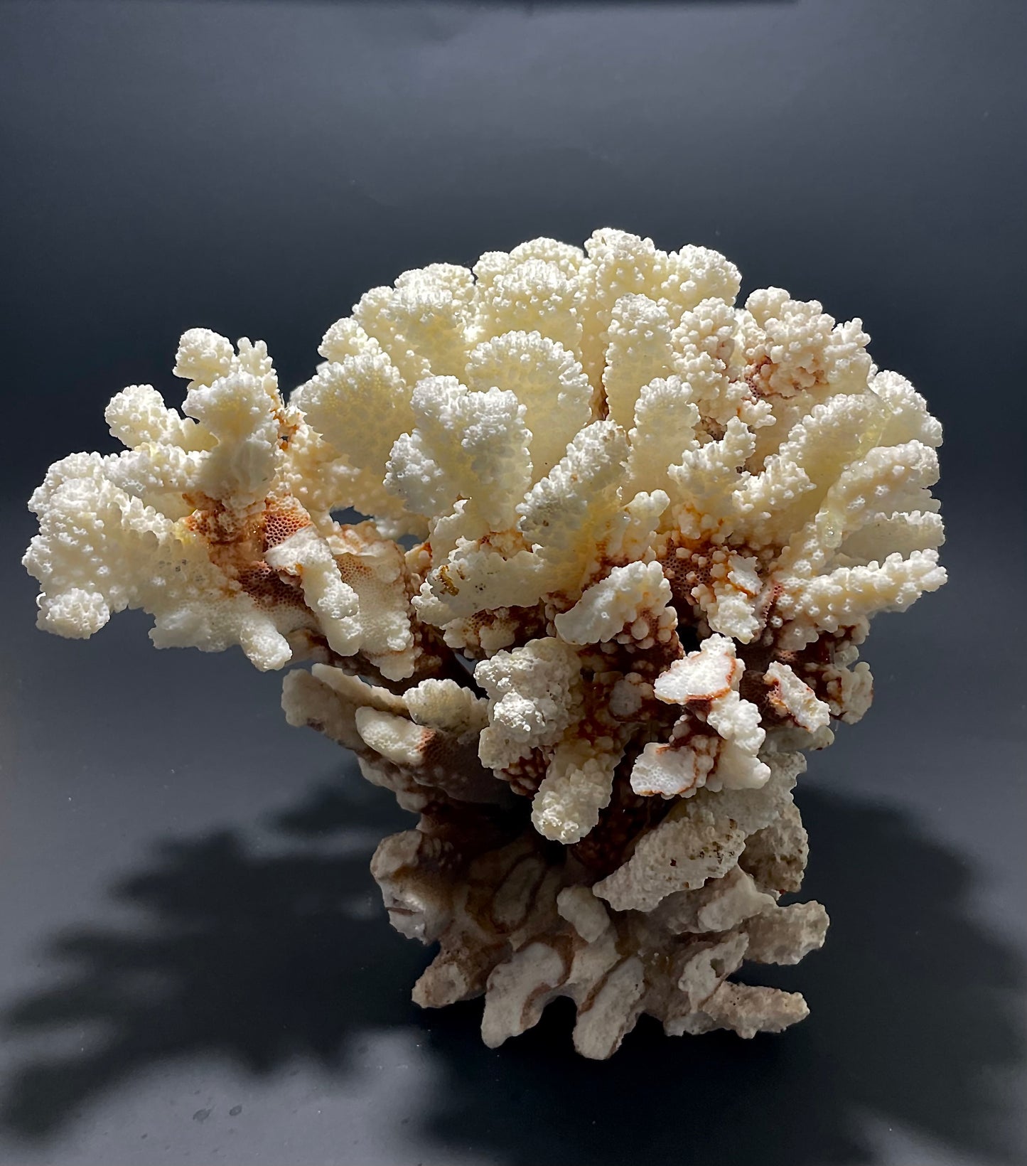 Brownstem Coral 10”x8” - Treasures from Beneath