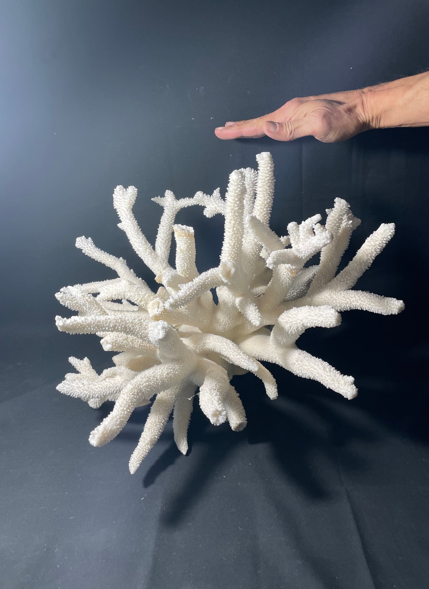 Staghorn Coral 16”x16” - Treasures from Beneath