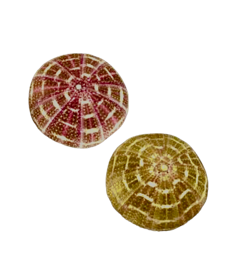 Sea Urchins (4”)