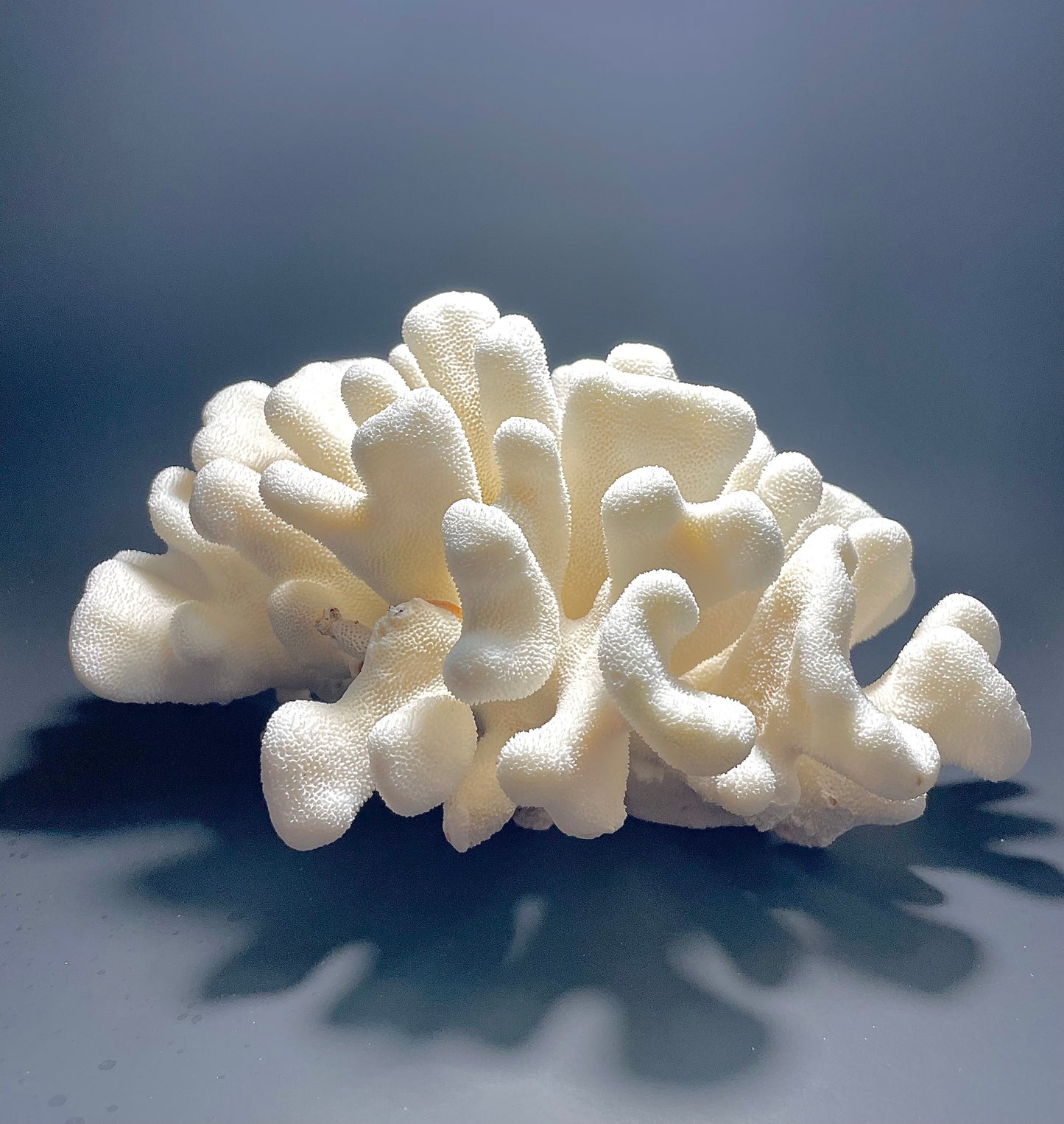 Elkhorn Coral (11”x9”)