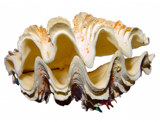 Fluted Clam Shell (5”-6”)