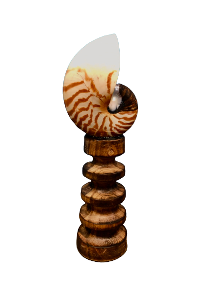 Tiger Nautilus Shell on a Wooden Stand - Treasures from Beneath