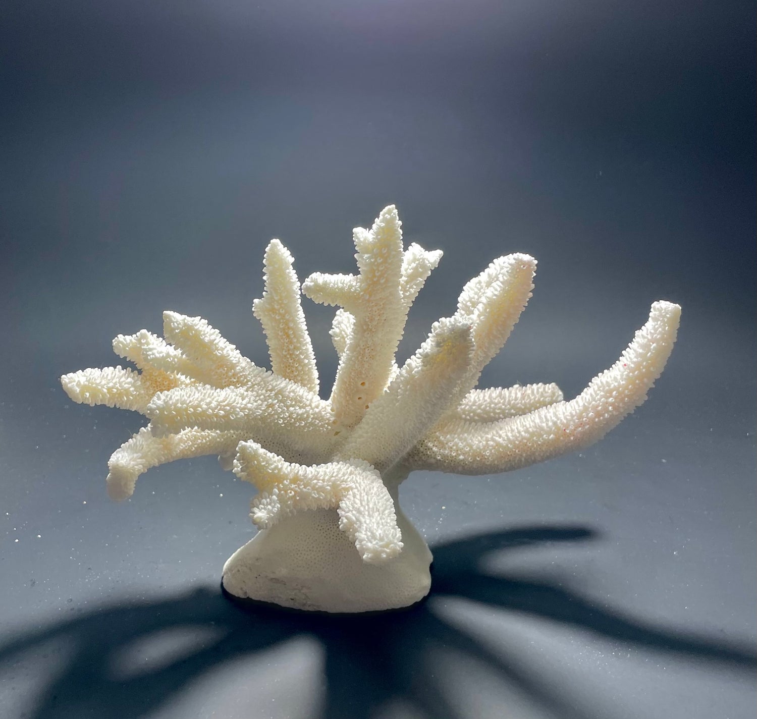 Staghorn Coral 9.5x7 - Treasures from Beneath