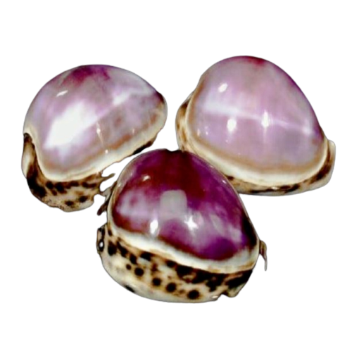 Purple Tiger Cowrie Shell 3”+