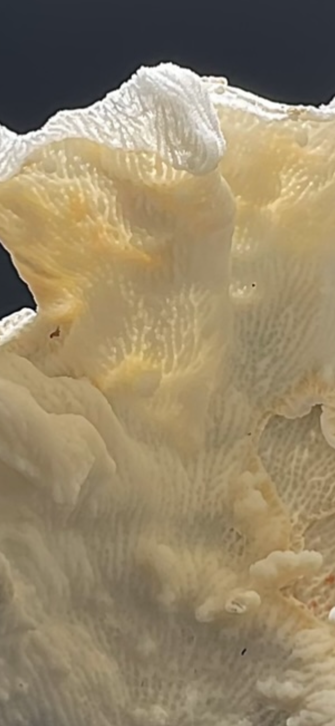 Merulina Coral (11”x10”) - Treasures from Beneath