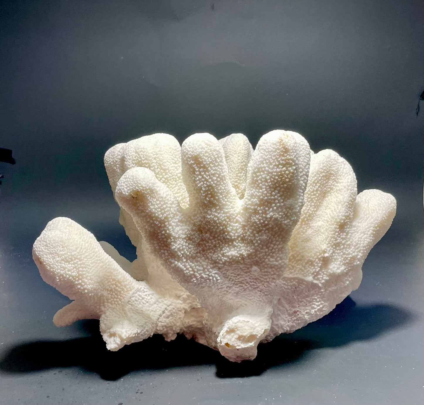 Cats Paw Coral (14”x10”)