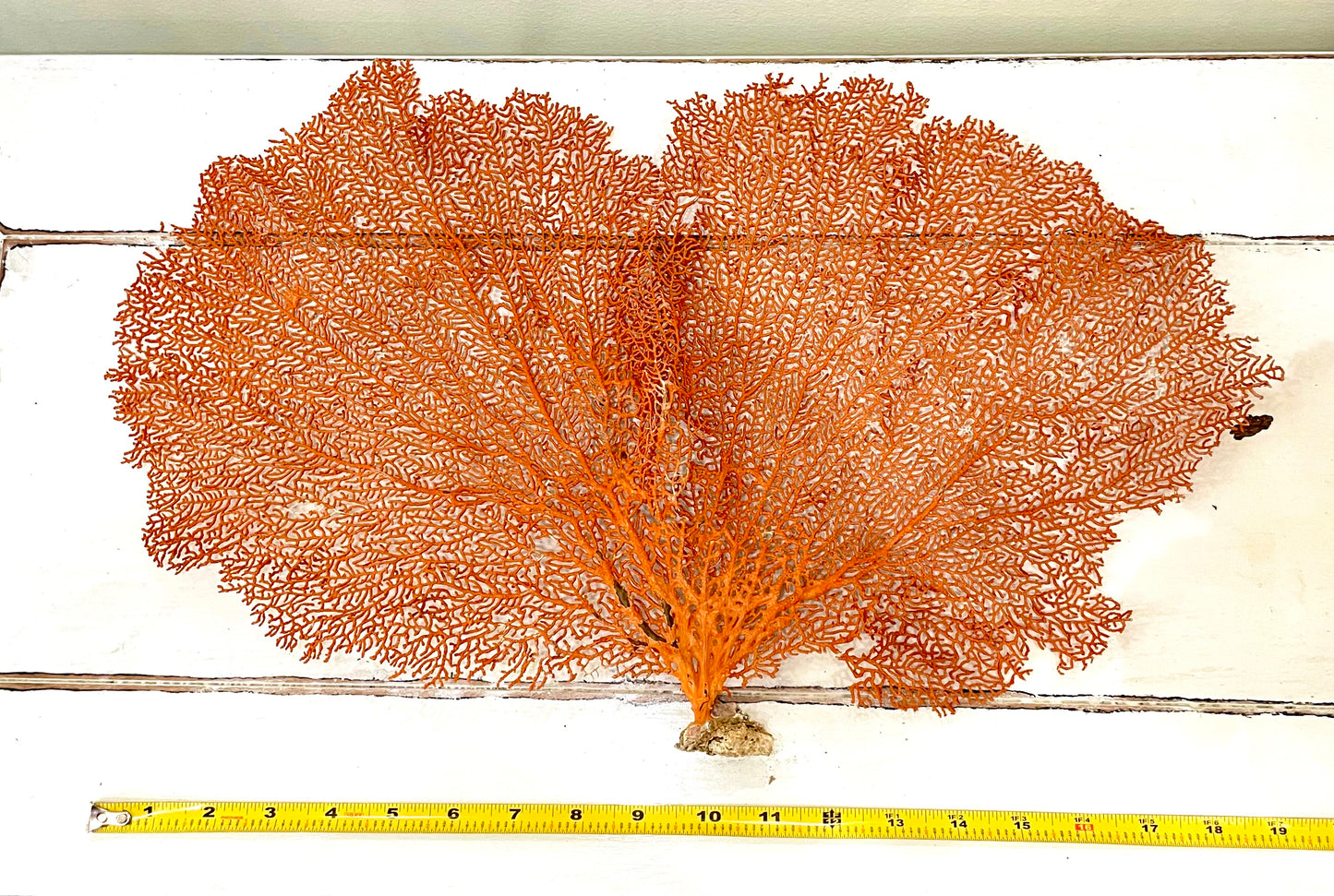 Red Sea Fan (18”) on Mushroom Coral Base