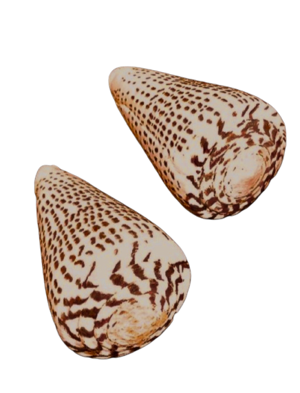 Conus Leopardus, Polished, (4.5+in)