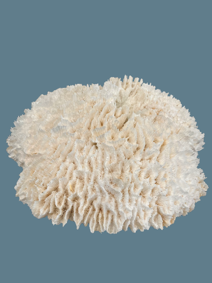 Lettuce Coral (21”x19”)