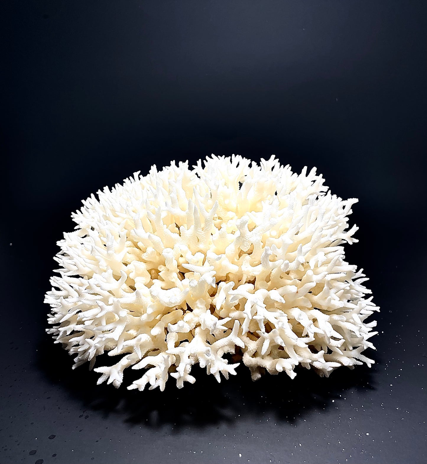 Birdsnest Coral (8”x8”)
