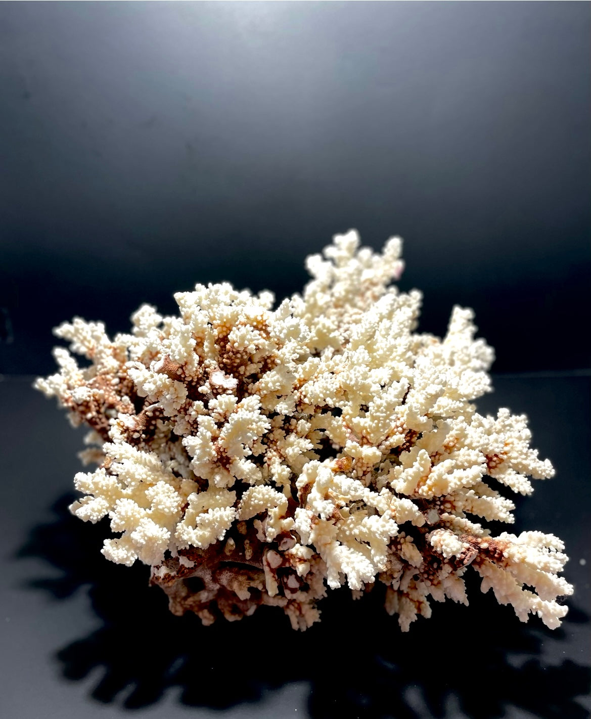 Brownstem Coral 16”x16”x15” (20 lbs) - Treasures from Beneath