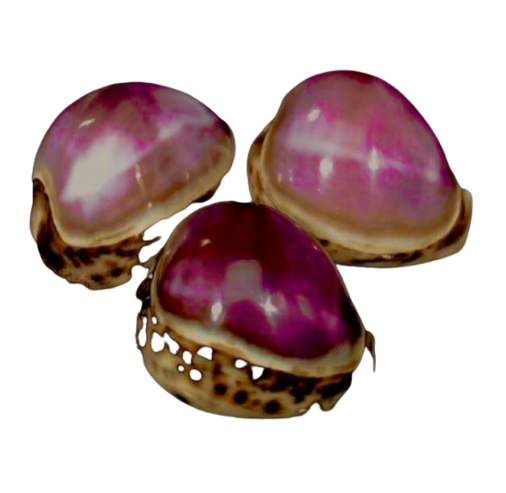 Cowrie Shells Purple Tiger (3”) - Treasures from Beneath