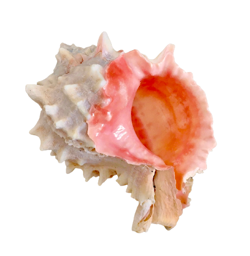 Pink Pacific Murex Shell (2”)