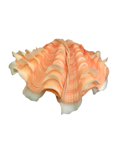 Fluted Clam Shell (5”-6”)