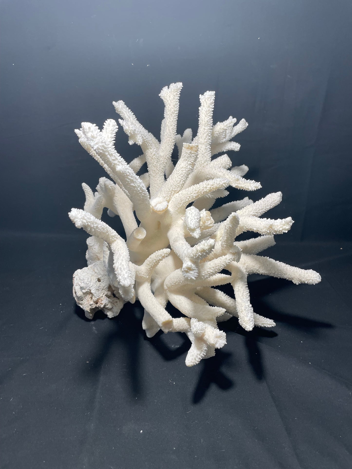 Staghorn Coral 16”x16” - Treasures from Beneath