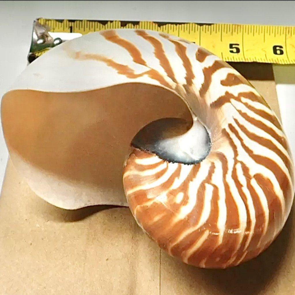 Nautilus Shells 5-6” Tiger Striped Chambered