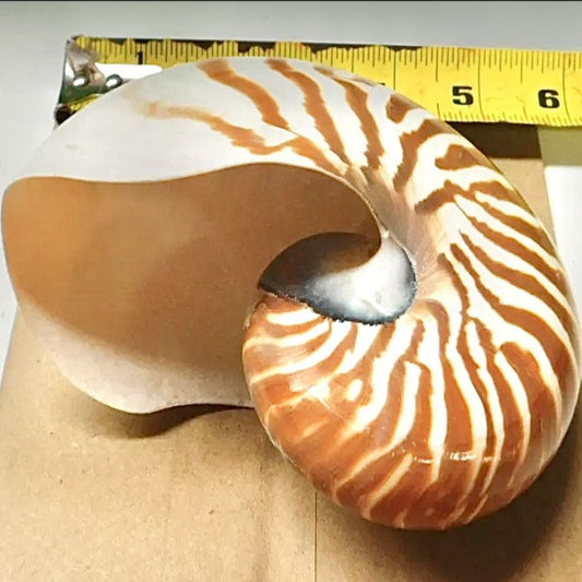 Nautilus Shells 5-6” Tiger Striped Chambered