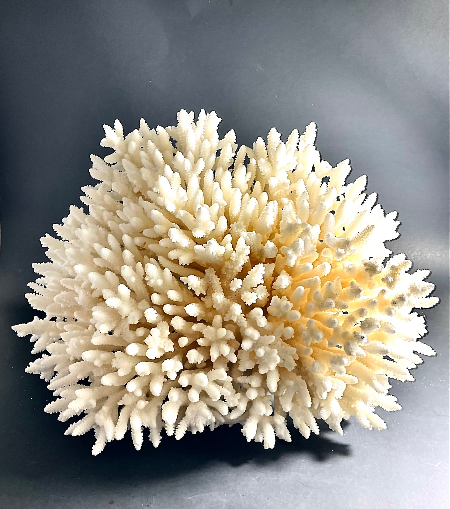Table Coral (14”x13”)
