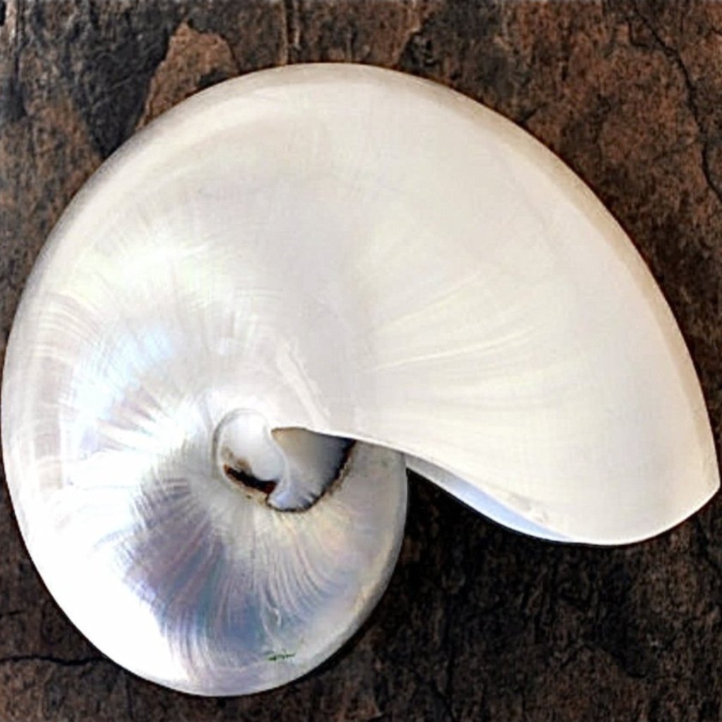 Nautilus Shells 7”+ Pearl Chambered