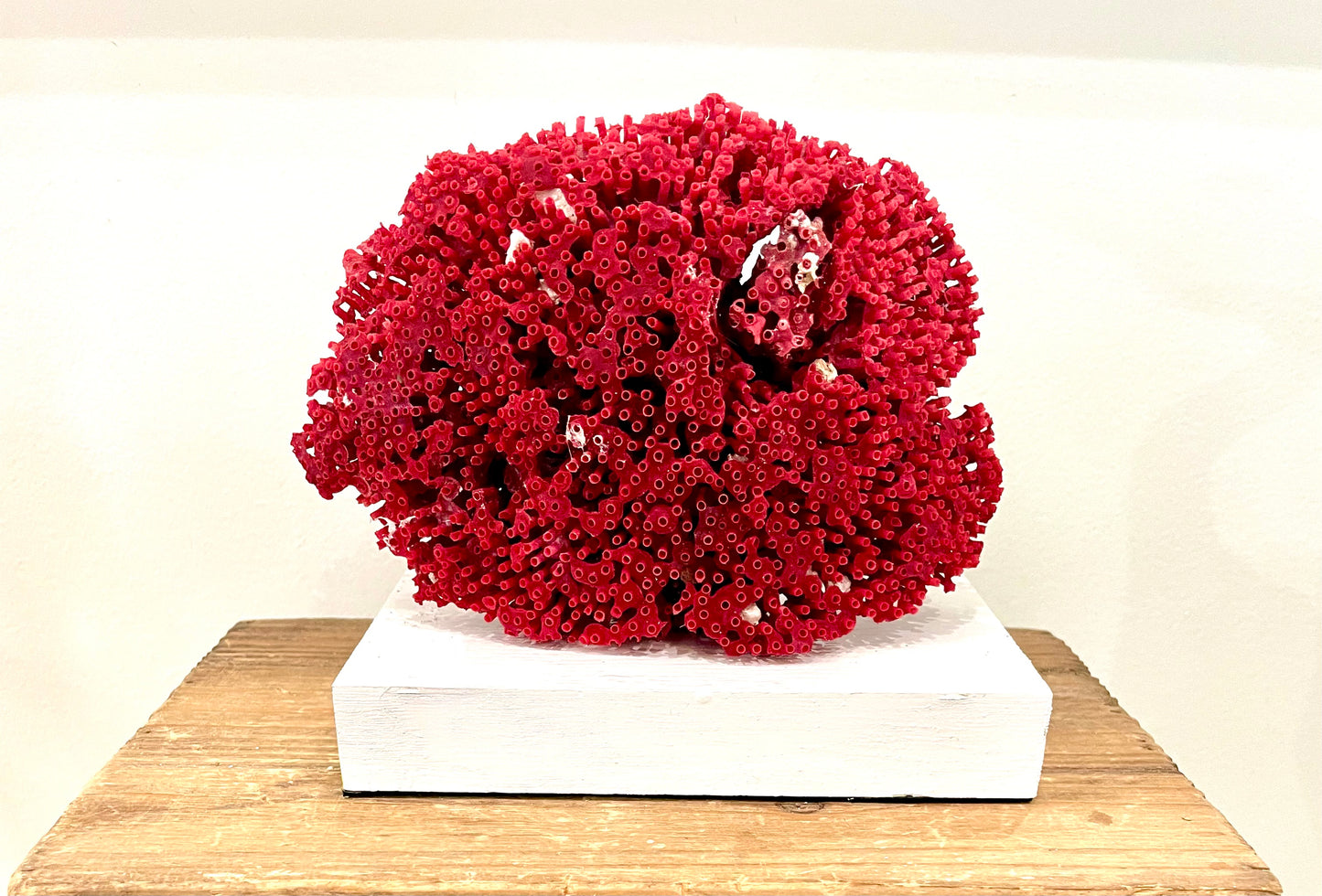 Organ Red Pipe Coral 6"x6" on White Base