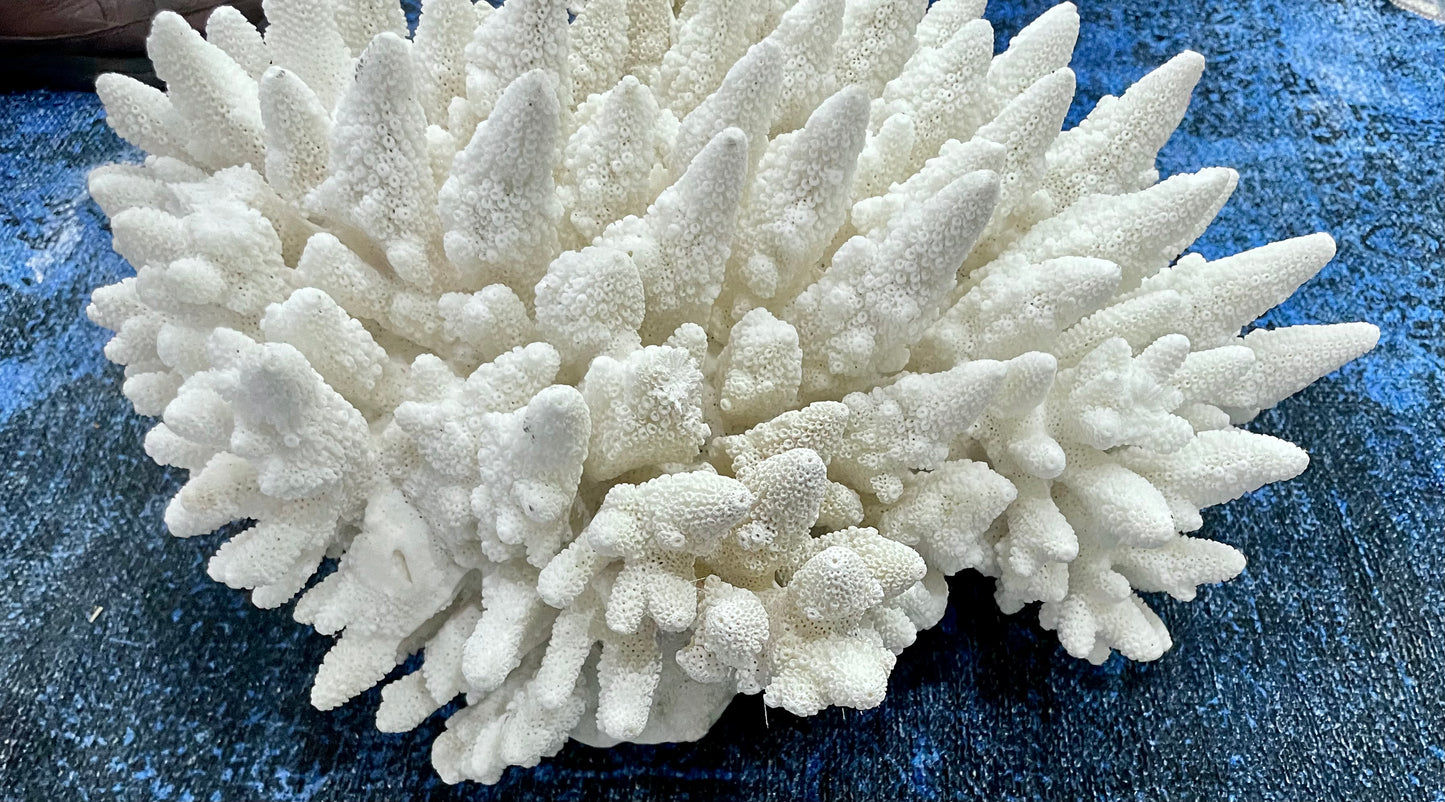 Finger Coral (14”x12”) 17 lbs