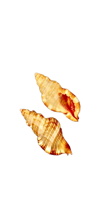 Hairy Triton Shell (3”)