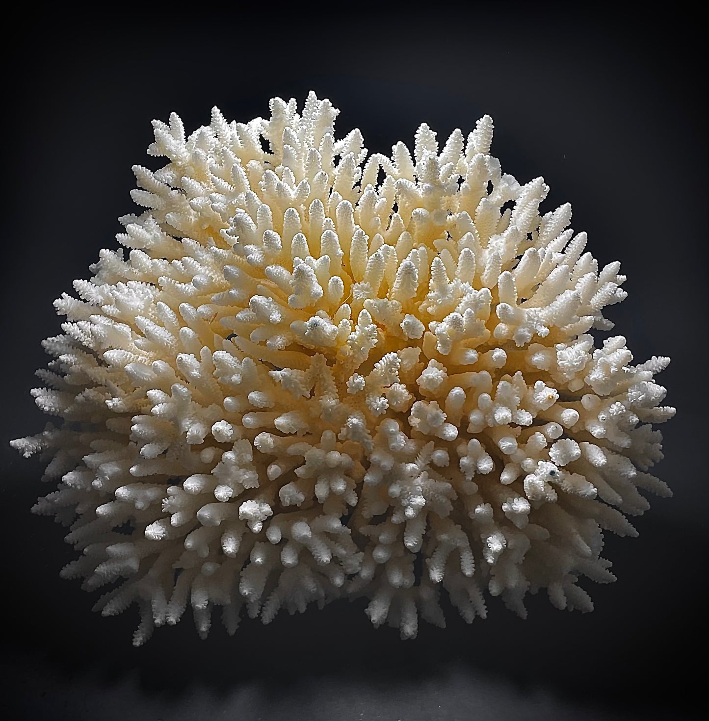 Table Coral (14”x13”)