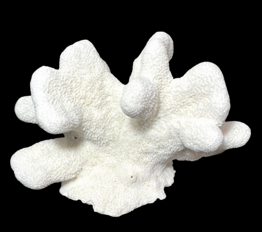 Cats Paw Coral (10”x6”)