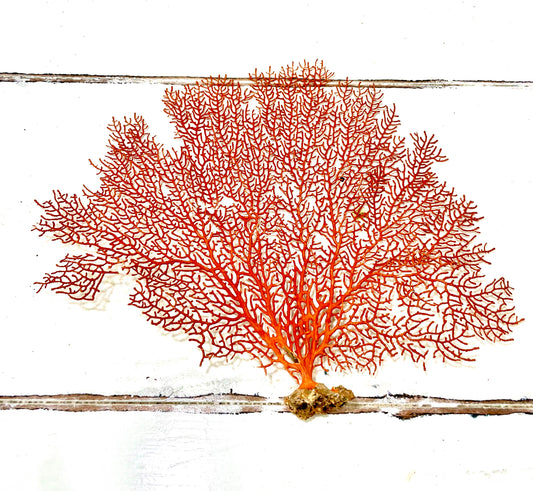 Red Sea Fan (10”-12”)