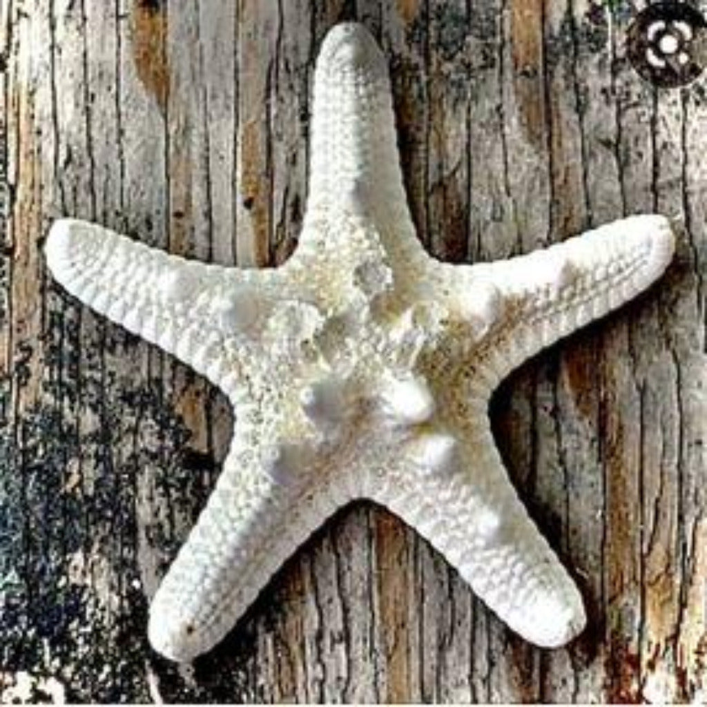 Knobby Star - Treasures from Beneath