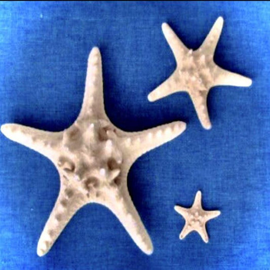 Knobby Star White 4"-5" (2pcs)