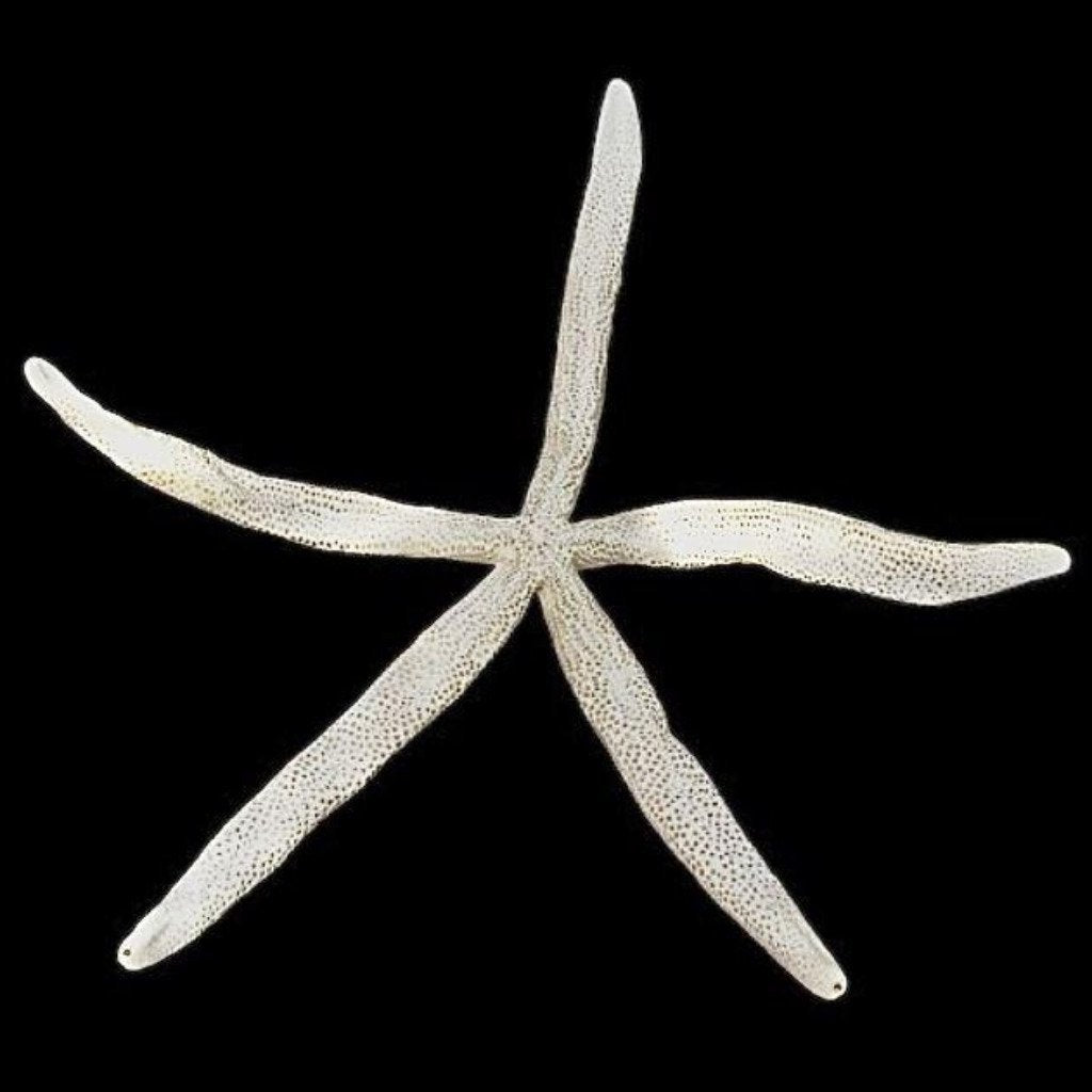 Starfish - Variety 14" Finger - Treasures from Beneath