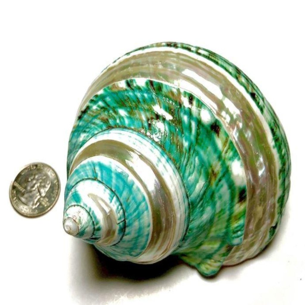 Turbo Shells Banded Jade (4”+) - Treasures from Beneath