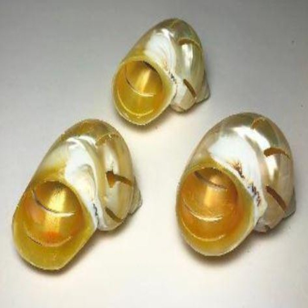 Multi Cut Turbo Shells 2"-2.5" Gold, 3pcs - Treasures from Beneath