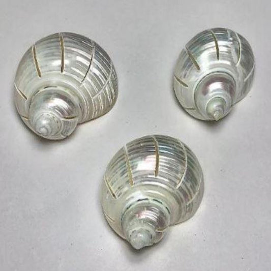 Multi Cut Turbo Shells 2"-2.5" Silver, 3pcs - Treasures from Beneath