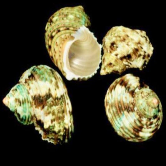 Turbo Shells Silvermouth (3pcs) - Treasures from Beneath